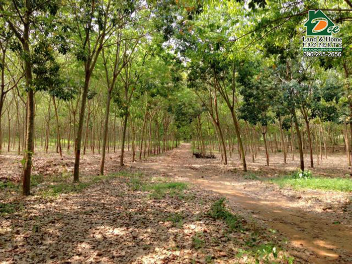 ขายที่ดิน สวนยางพารา 700ไร่ พร้อมห้องพักคนงาน ป่าหวาย สวนผึ้ง ราชบุรี (LA0076)