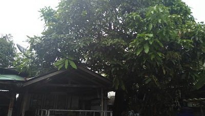 ขายบ้านเก่ามากทำเลดี น่าอยู่ ไม่ไกลจากปากซอย 400 เมตร ชุมชน มีต้นมะม่วง ร่มหลัง หลังบ้านเป็นป่าธรรมชาติไม่แออัด