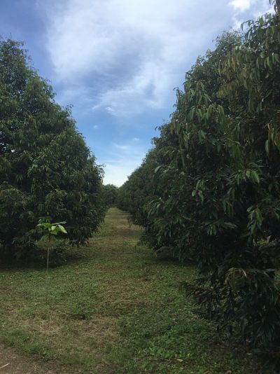 Sale Nicely the big farm of Durian fruits very large plot land of Trat close Chanthaburi Khlung