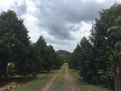 Sale Nicely the big farm of Durian fruits very large plot land of Trat close Chanthaburi Khlung