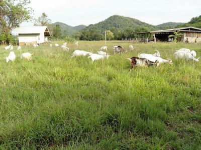 ขายที่ดิน 6-3-40ตรารางวา อำเภอเมือง จ.ราชบุรี ไร่ละ750000 เดิมเป็นฟาร์มแพะนม