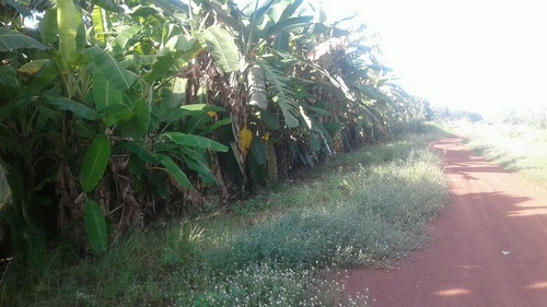 ขายที่2ไร่มีต้นมะพร้าว30ต้นและสวนกล้วยปลูกเต็มพื้นที่ถนนเส้นบ้านตาลสุวรรณ