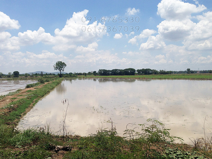 ขายที่ดินเกือบ 5ไร่ ชัยนาท ติดคลองน้ำ มีน้ำตลอดปี เหมาะทำเกษตร ทำนา ทำสวน ราคาถูกๆ